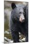 Black Bear in Rainforest in Alaska-Paul Souders-Mounted Photographic Print