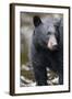 Black Bear in Rainforest in Alaska-Paul Souders-Framed Photographic Print