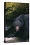 Black Bear in Stream-DLILLC-Stretched Canvas