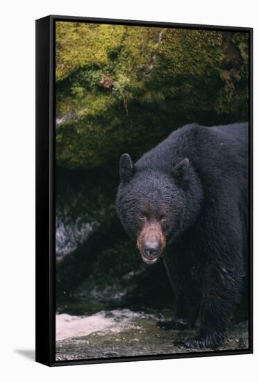 Black Bear in Stream-DLILLC-Framed Stretched Canvas