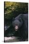 Black Bear in Stream-DLILLC-Stretched Canvas