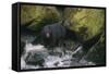 Black Bear in Stream-DLILLC-Framed Stretched Canvas