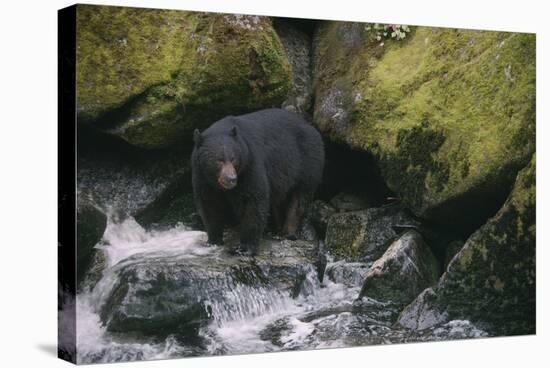 Black Bear in Stream-DLILLC-Stretched Canvas