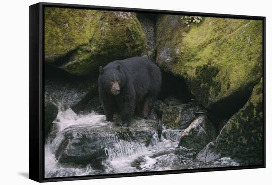 Black Bear in Stream-DLILLC-Framed Stretched Canvas