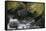 Black Bear in Stream-DLILLC-Framed Stretched Canvas