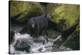 Black Bear in Stream-DLILLC-Stretched Canvas