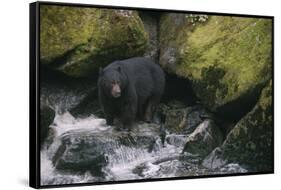 Black Bear in Stream-DLILLC-Framed Stretched Canvas