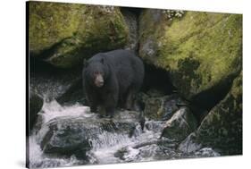 Black Bear in Stream-DLILLC-Stretched Canvas