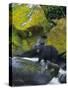 Black Bear in Stream-DLILLC-Stretched Canvas