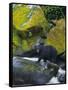 Black Bear in Stream-DLILLC-Framed Stretched Canvas