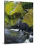 Black Bear in Stream-DLILLC-Stretched Canvas