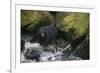 Black Bear in Stream-DLILLC-Framed Photographic Print