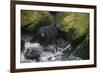 Black Bear in Stream-DLILLC-Framed Photographic Print