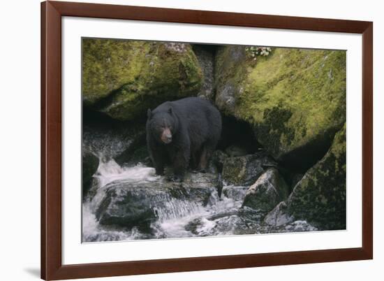 Black Bear in Stream-DLILLC-Framed Photographic Print