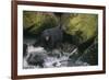 Black Bear in Stream-DLILLC-Framed Photographic Print