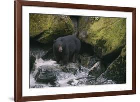 Black Bear in Stream-DLILLC-Framed Photographic Print