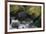 Black Bear in Stream-DLILLC-Framed Photographic Print