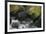 Black Bear in Stream-DLILLC-Framed Photographic Print