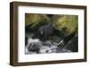 Black Bear in Stream-DLILLC-Framed Photographic Print