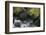 Black Bear in Stream-DLILLC-Framed Photographic Print