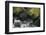 Black Bear in Stream-DLILLC-Framed Photographic Print