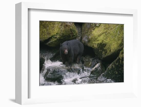 Black Bear in Stream-DLILLC-Framed Photographic Print