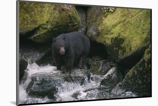 Black Bear in Stream-DLILLC-Mounted Photographic Print