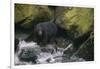 Black Bear in Stream-DLILLC-Framed Photographic Print