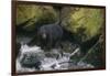 Black Bear in Stream-DLILLC-Framed Photographic Print