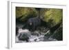 Black Bear in Stream-DLILLC-Framed Photographic Print