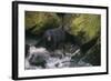 Black Bear in Stream-DLILLC-Framed Photographic Print