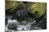 Black Bear in Stream-DLILLC-Mounted Photographic Print