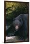 Black Bear in Stream-DLILLC-Framed Photographic Print