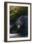 Black Bear in Stream-DLILLC-Framed Photographic Print