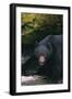 Black Bear in Stream-DLILLC-Framed Photographic Print