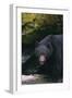 Black Bear in Stream-DLILLC-Framed Photographic Print