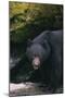 Black Bear in Stream-DLILLC-Mounted Photographic Print