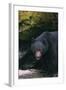 Black Bear in Stream-DLILLC-Framed Photographic Print