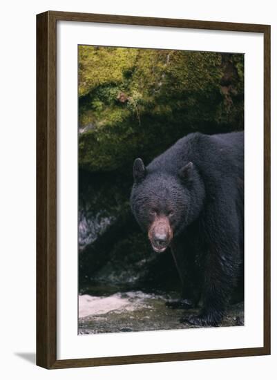 Black Bear in Stream-DLILLC-Framed Photographic Print