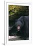 Black Bear in Stream-DLILLC-Framed Photographic Print