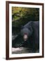 Black Bear in Stream-DLILLC-Framed Photographic Print