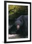 Black Bear in Stream-DLILLC-Framed Photographic Print