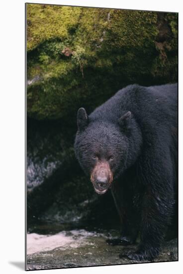 Black Bear in Stream-DLILLC-Mounted Photographic Print