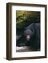 Black Bear in Stream-DLILLC-Framed Photographic Print