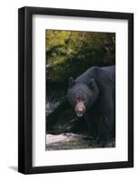 Black Bear in Stream-DLILLC-Framed Photographic Print