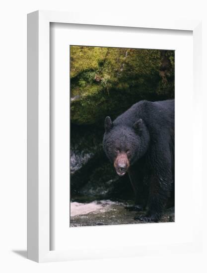 Black Bear in Stream-DLILLC-Framed Photographic Print