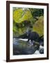 Black Bear in Stream-DLILLC-Framed Photographic Print