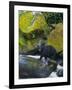 Black Bear in Stream-DLILLC-Framed Photographic Print