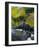 Black Bear in Stream-DLILLC-Framed Photographic Print