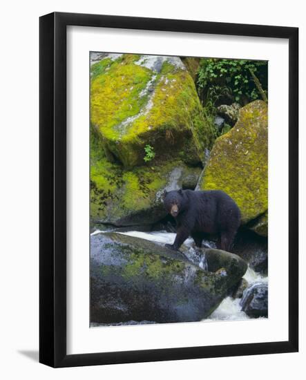 Black Bear in Stream-DLILLC-Framed Photographic Print